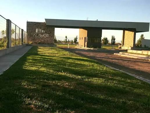Cepas de Junín